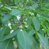 Орех грецкий