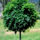 Ясень шаровидный