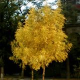 Ясень золотистый