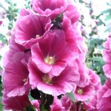 Мальва сирийская